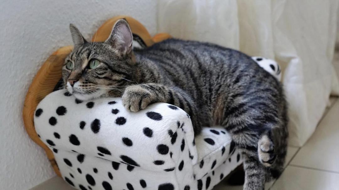 掉毛竟成遗弃猫咪一大主因？这题其实很好解……