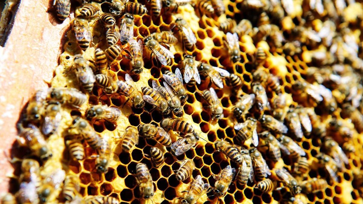 为什么蜜蜂会在花朵间传播花粉？