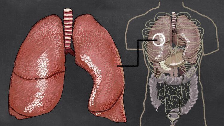 身体何时开始衰老？一份人体器官衰老时间表，照着养，老得慢一些