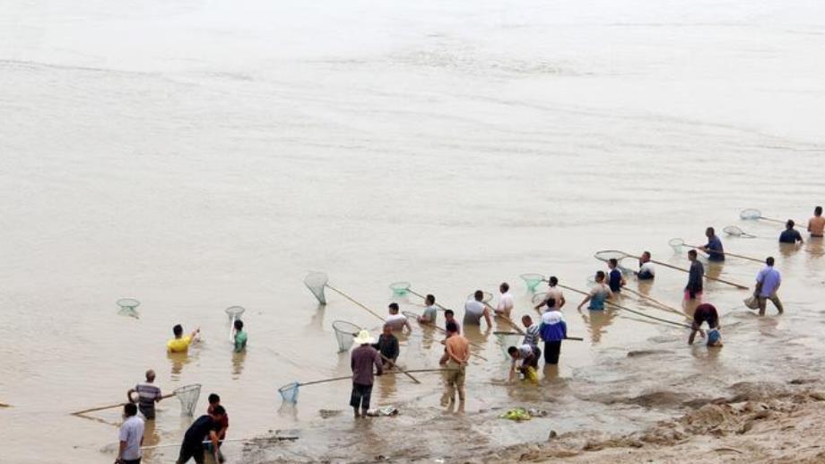 黄河调沙出现流鱼现象：渔民乐翻天！为何少数有心人却提出担忧？