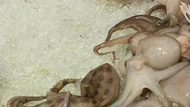 广东小伙吃火锅放章鱼，剧毒物险些被下锅，小章鱼能有什么毒？