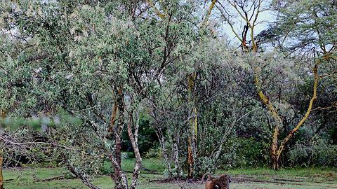 基苏木：原始森林中的野生乐园