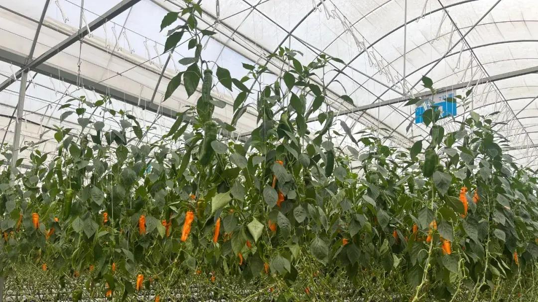 爱“折腾”的95后新农人和他的彩椒旷野