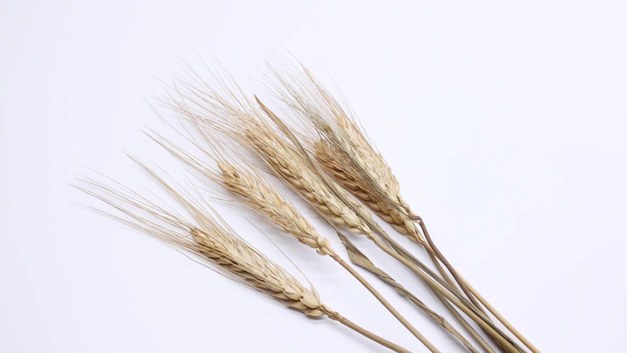 情绪焦躁、心慌心悸？医圣张仲景妙用3味药，养心安神、补脾和中