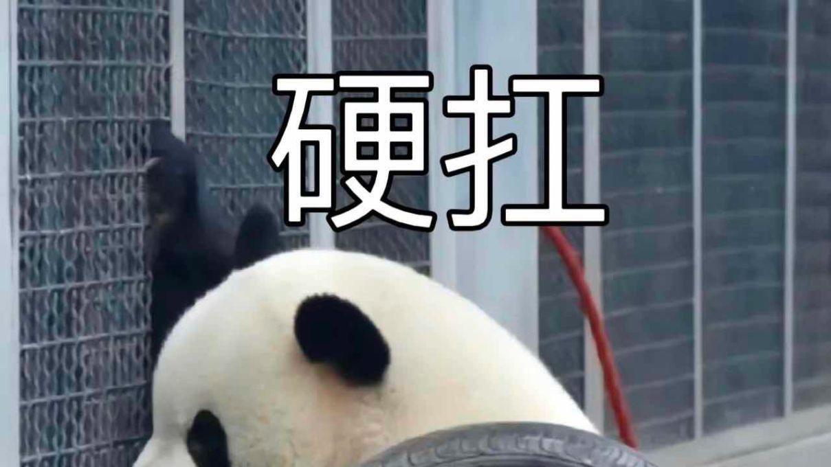 有必要买ApplePencil吗? 平价好用的电容笔推荐, 西圣pencil2触控笔实测