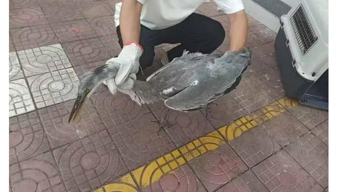 陈仓区救助国家二级保护动物灰鹭