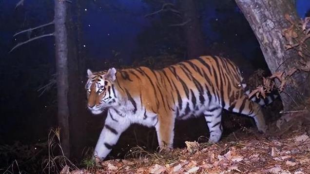 当貉遇上东北虎会发什么？吉林一貉两次与东北虎同框，靠装死保命