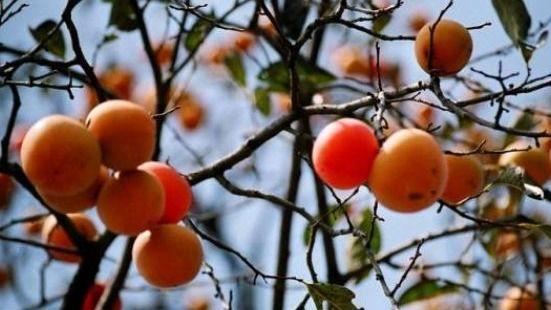 霜降必尝美食清单，错过等一年！