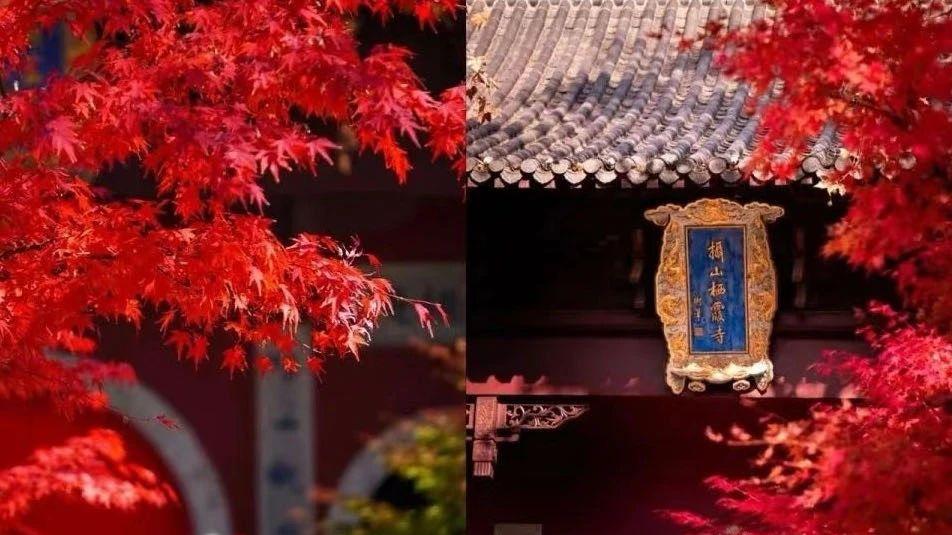 🍁秋日红叶盛宴，错过等一年！