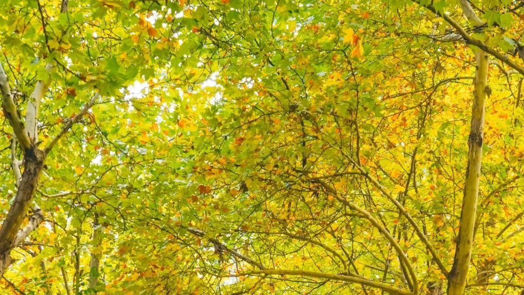 秋日西安: 抓住长安城的最后一抹秋色