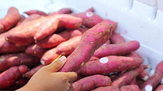 我们多年保存红薯的方法，红薯保存半年都不会坏，就三个工作而已