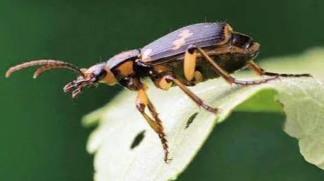 这些小动物就是进化论中的BUG
