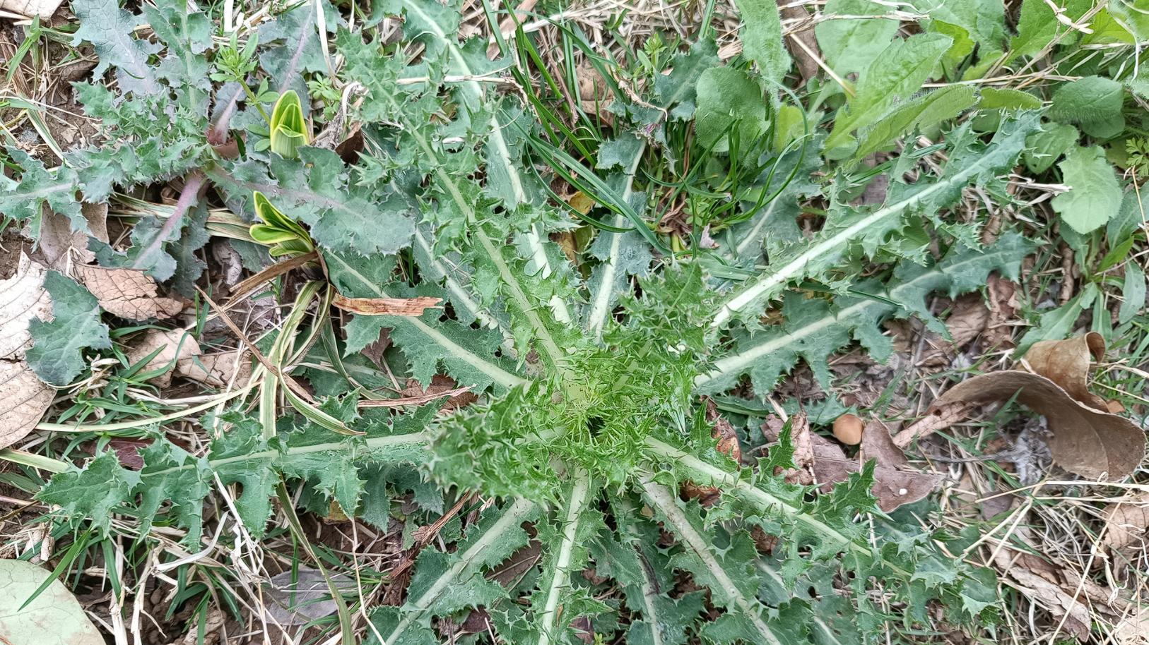 10种不好吃的蔬菜，种菜人敬而远之