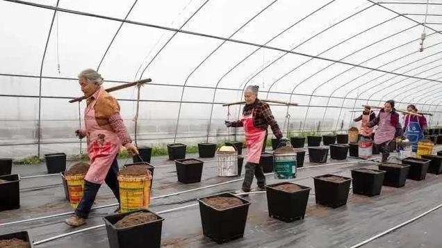 今日进二九，老话“二九不见雪，寡妇要发愁”，有啥预兆？早了解