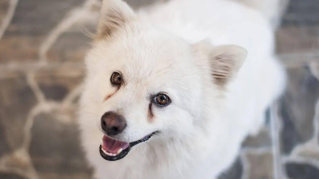 爱宠大花脸自救指南：消灭宠物顽固泪痕