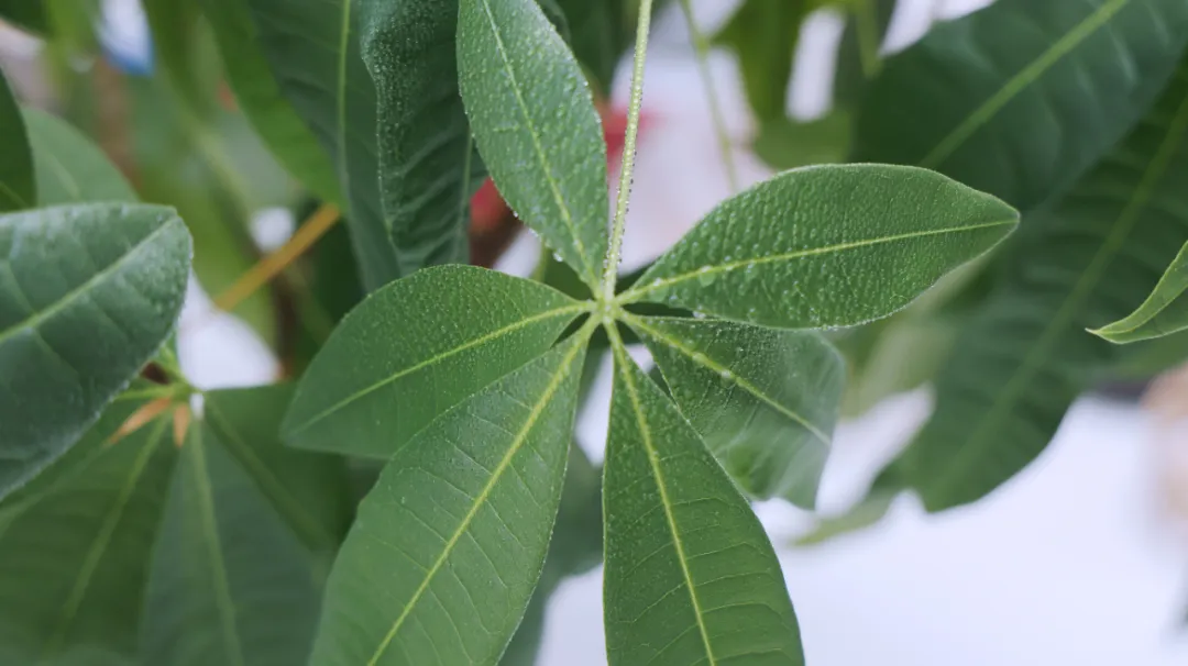 如果体内湿气过重，中医提醒：4种水果，还是少碰为妙，切莫贪吃