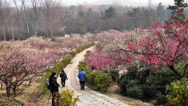 南京十大适合春季旅游的地方