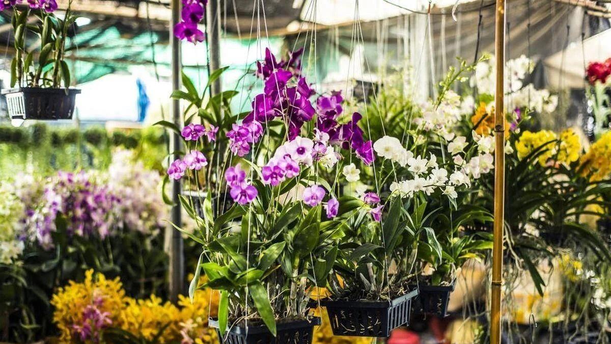 兰花开花移盆？新手必看，避免“伤花”误区！