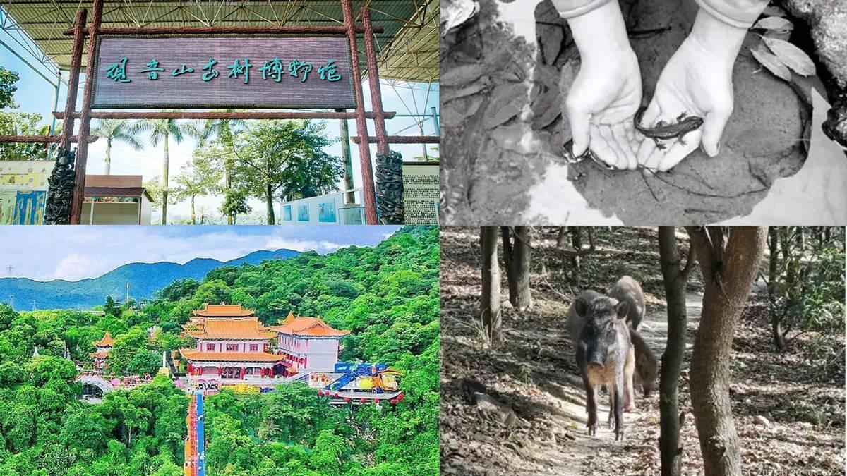 首家民营国家森林公园广东观音山引发热议