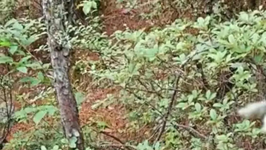 云南女子山林漫步捡菌偶遇萌物 尾部现野生菌衍生动物吃菌趣题