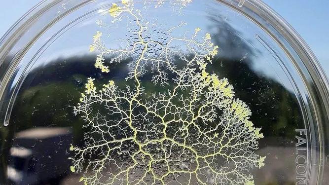 当萌宠遇上科学怪人：黏菌成为新一代年轻人的心头好