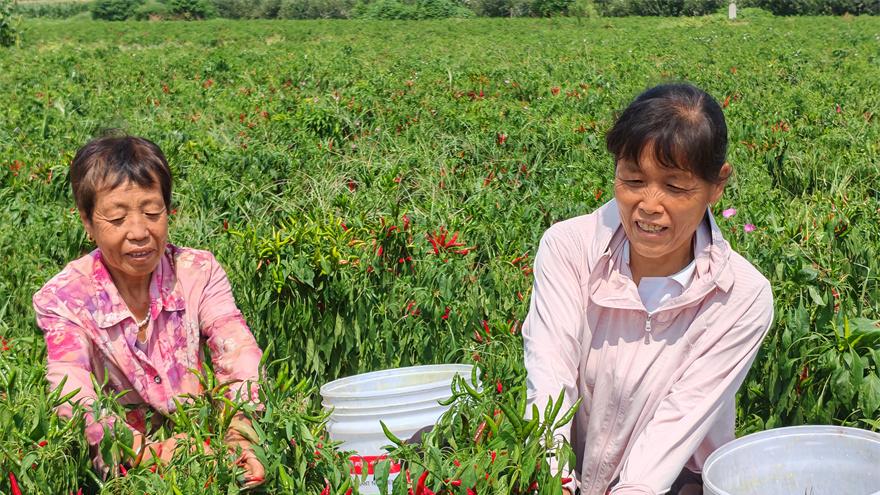 兴平南北韩村辣椒映红好日子