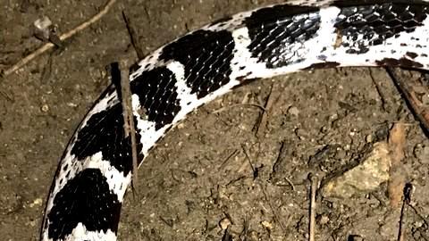 被保护的银环蛇、眼镜蛇在农村泛滥成灾，农村人的安全谁来保护？