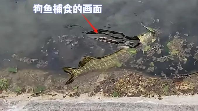 广东男子钓获水中霸主鱤鱼，鱼身被“神秘生物”咬成筛子，啥鱼干的？