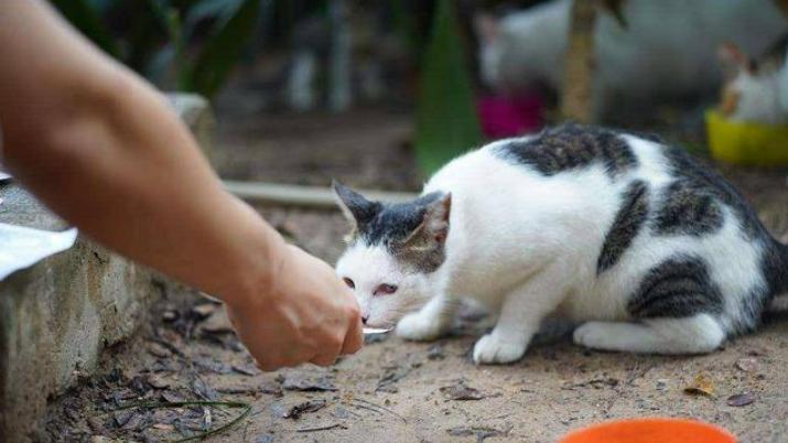 被流浪猫绊倒，投喂者被罚24万元，你怎么看？