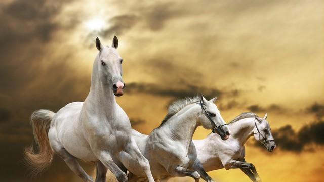 四大生肖健康密码：天生心态好不易得病的奥秘！