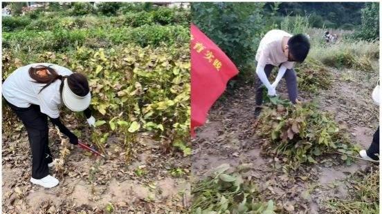 刨花生、割芝麻、收黄豆 1500余名大学生田间上劳动教育课