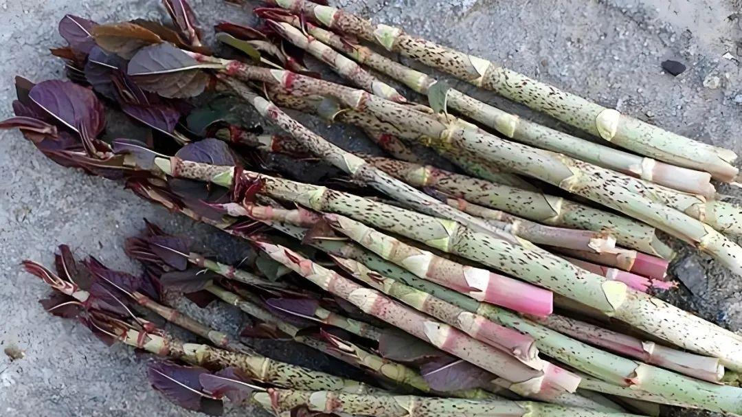 能治疗痛风，俗称活血丹，强烈推荐给你，痛风专家黄川云帮你！