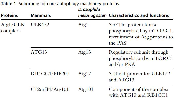 [文献笔记]果蝇中选择性自噬的分子机制--2020