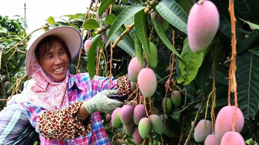 百色市田阳区：电商赋能农村经济，助推产业升级与乡村振兴