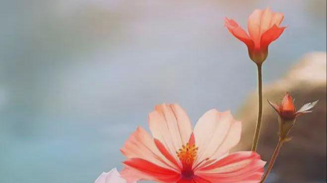 亲爱的姐姐，只有你才是我的江湖