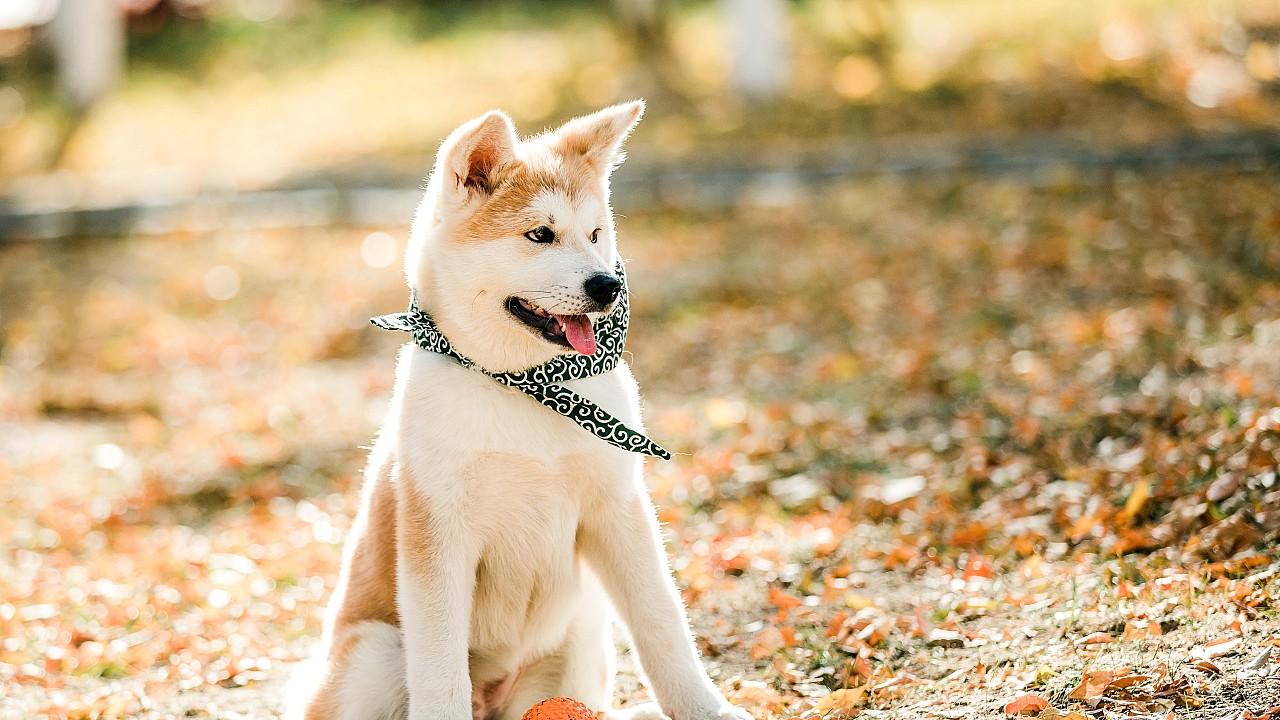 狗狗乱拉怎么办，拉屎能拉对，但尿永远尿不进去?