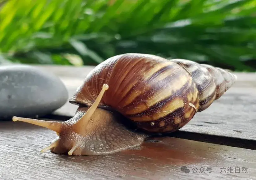 四川自贡观测到恶性外来入侵物种，形似蚯蚓，能让陆生贝类团灭