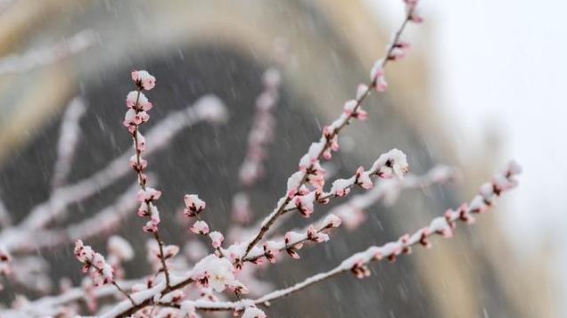 一九天暖和，老话“一九不见雪”，有啥预兆呢？答案来了