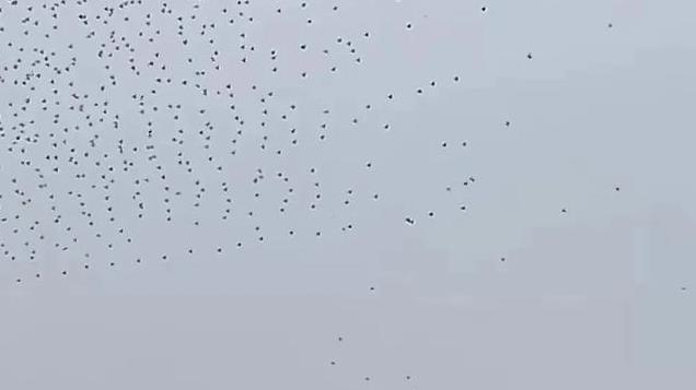 损失惨重！蔡国强泉州烟花秀无人机下雨式坠落，多位明星现场目睹