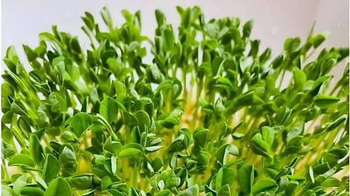 豌豆苗又鲜又嫩好吃秘籍：从播种到餐桌的种植与养护全攻略！