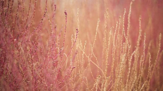 紧凑小巧、复消色差，福伦达APO-Ultron 90mm f2全都有