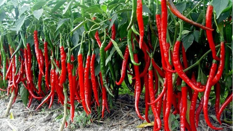 二荆条的二十多种菜品做法