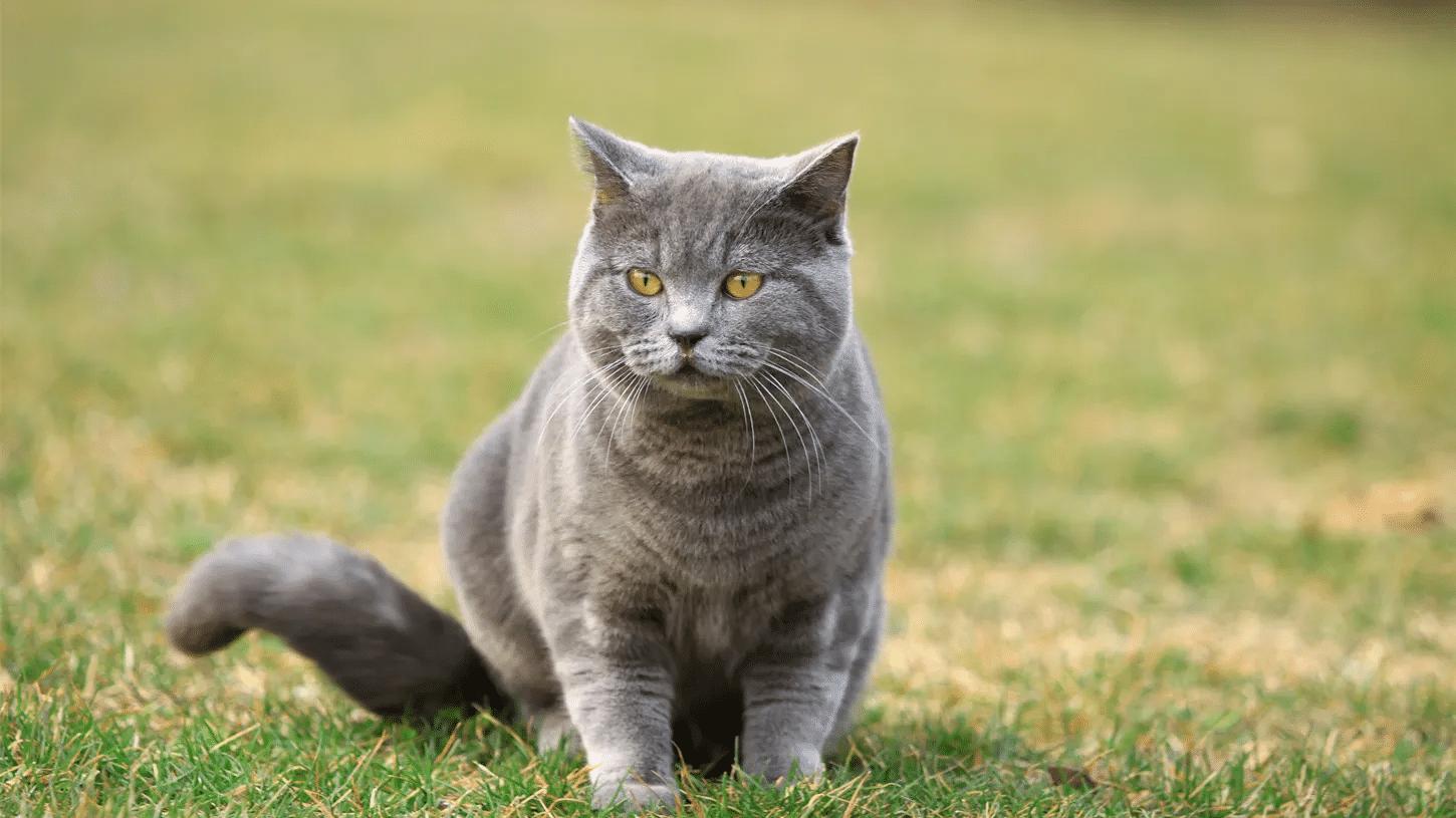 如何培养出不挑剔的猫咪饮食习惯？