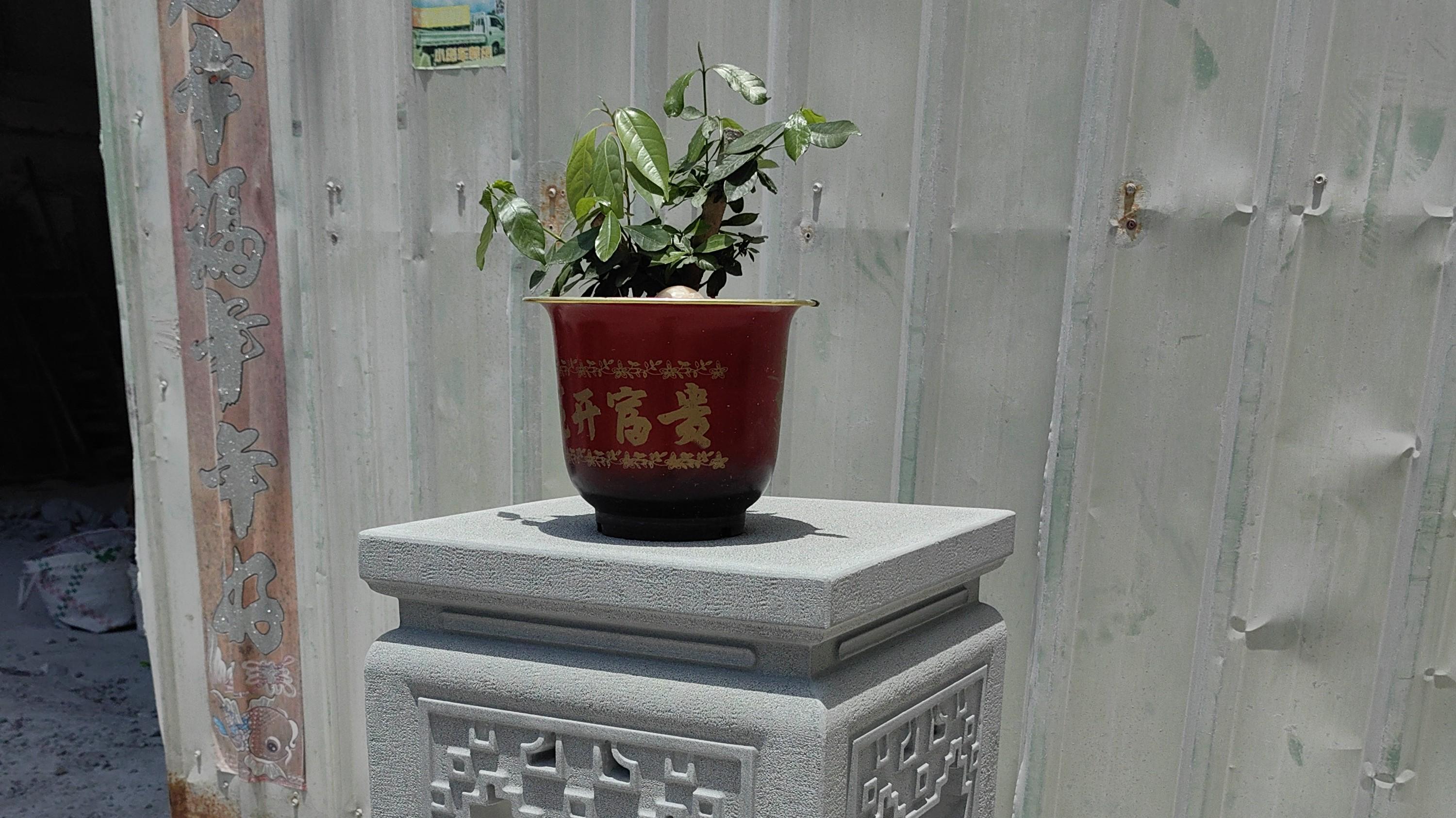 石雕盆景架：绿植的梦幻栖息地