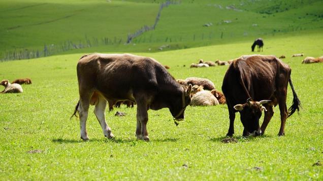 阿根廷为什么宁愿多跑10000公里、也要把牛肉便宜卖到中国？