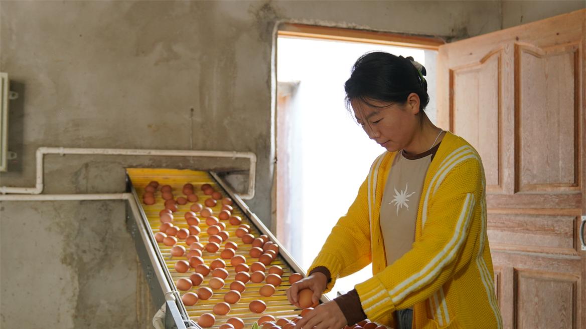 甘肃成县沙坝镇：抢抓“鸡”遇兴产业