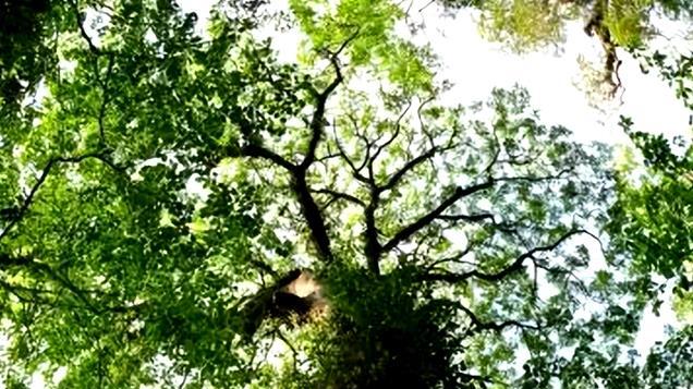 仅剩52株野生植株！植物学家曾冒险攀爬查看，不慎坠落牺牲