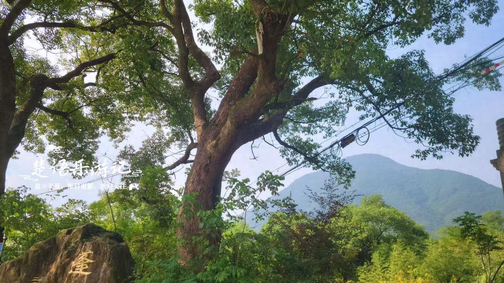 宁波这座千年古村成了无人村，剩下一棵孤独的银杏树，叶黄时超美