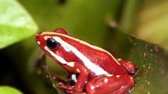 从雨林深处走来的爱与毒：《动物王者》全新萌宠罗密欧登场