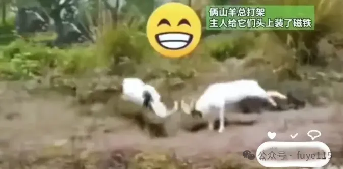 三只羊打架被头上装磁铁，下秒冲向对方意外发生，羊都呆住了